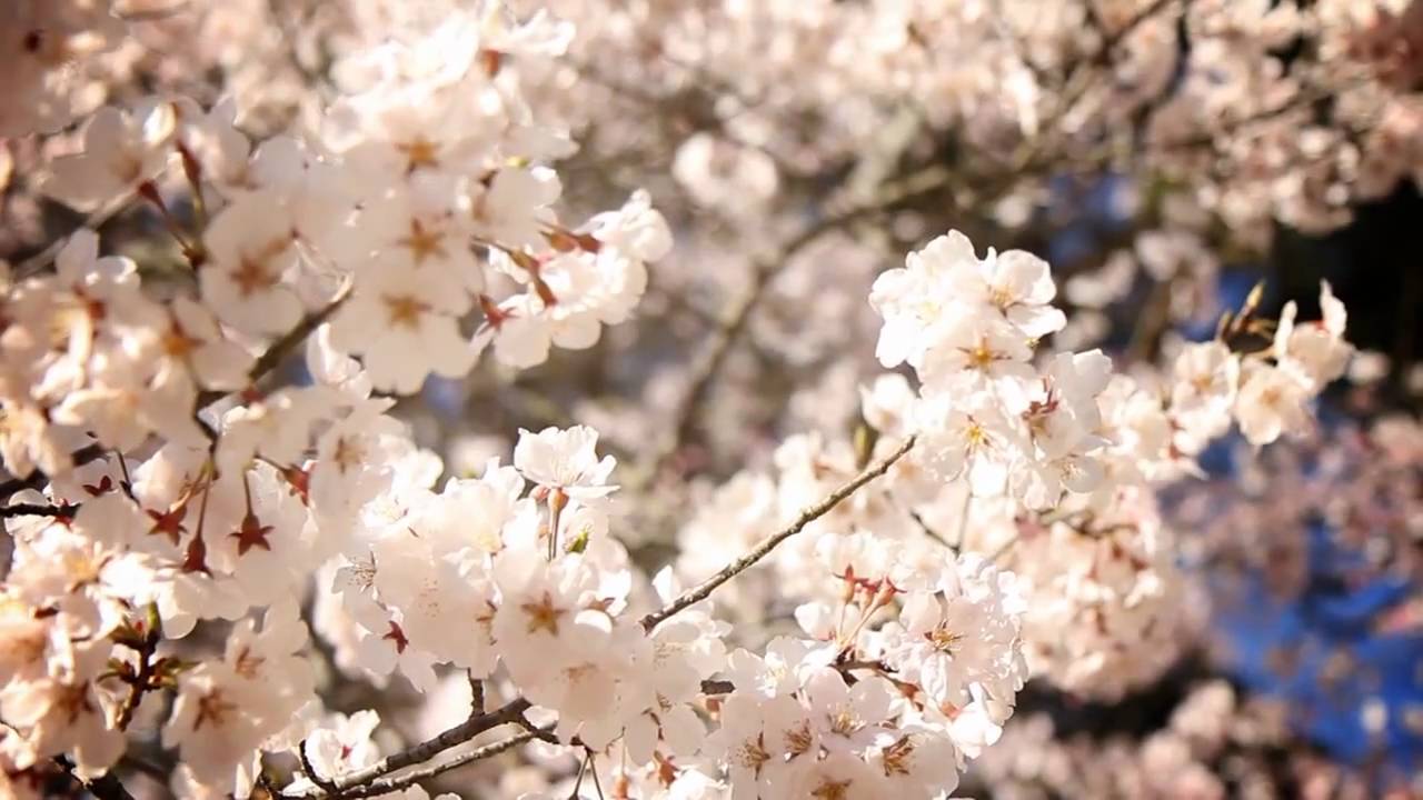 Hanami at Daigoji Temple