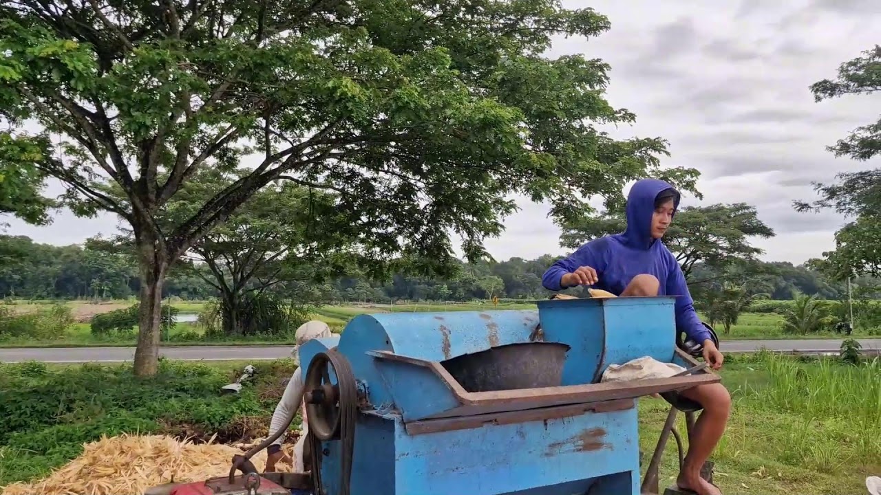 MODERN FARMERS’ HACK: HUSK CORN IN SECONDS WITH THIS AMAZING MACHINE! -agricultural farming
