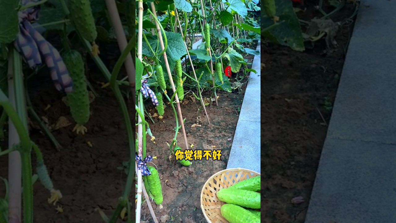 I like to grow vegetables in my yard. Besides being a hobby and satisfying my taste buds,