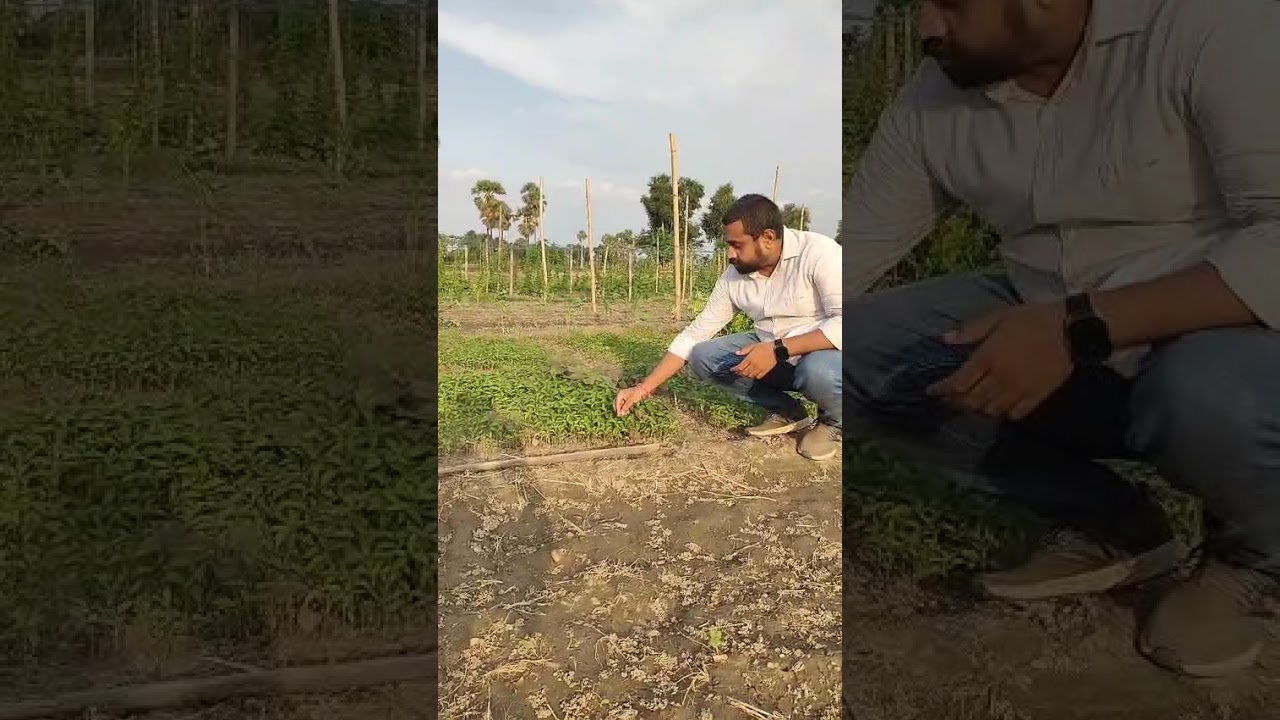 नर्सरी में सूखना और गलना क्यों होता है? | Nursery Drying & Damping Off Solution