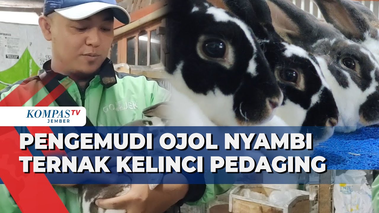 Pengemudi Ojek Online di Malang Sukses Jadi Peternak Kelinci Pedaging!