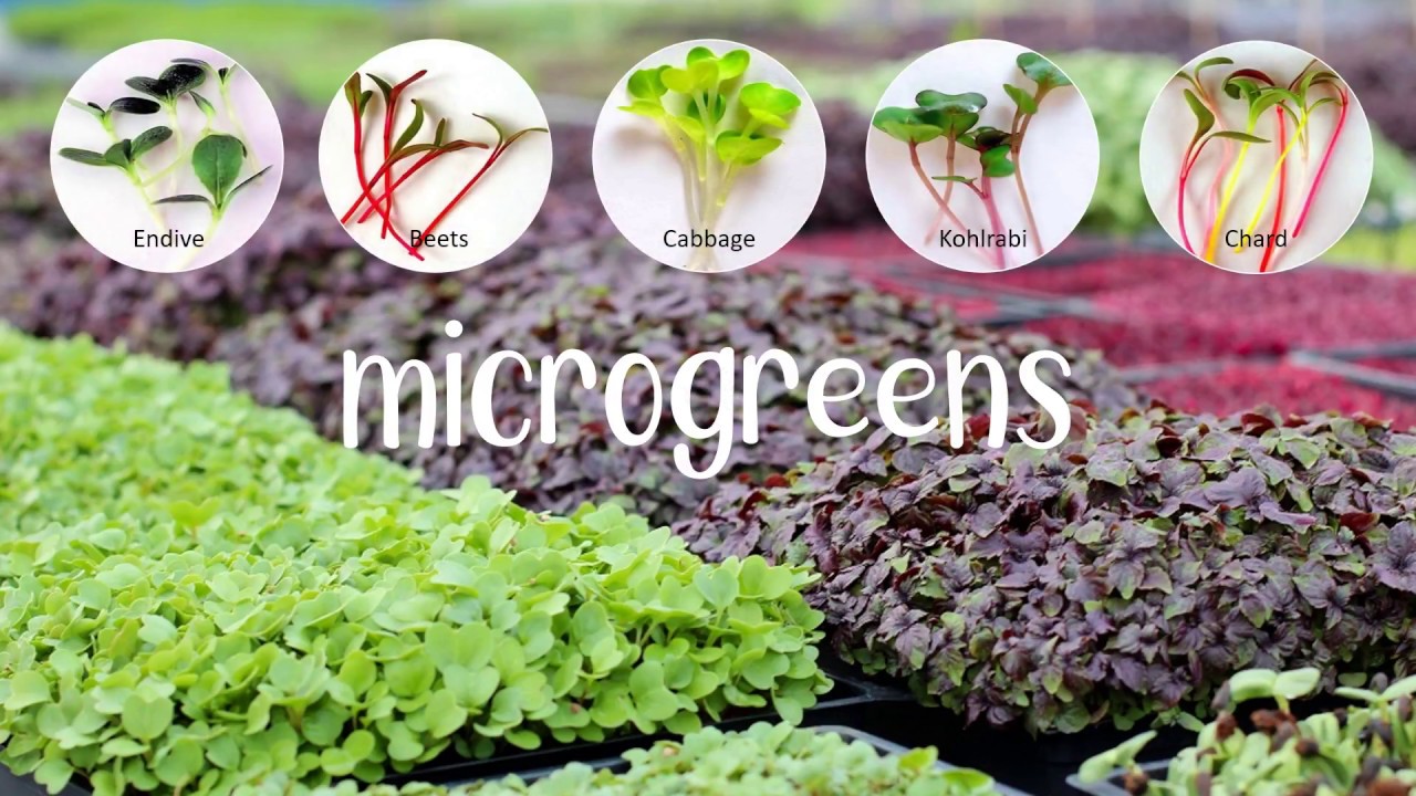 What are Microgreens?