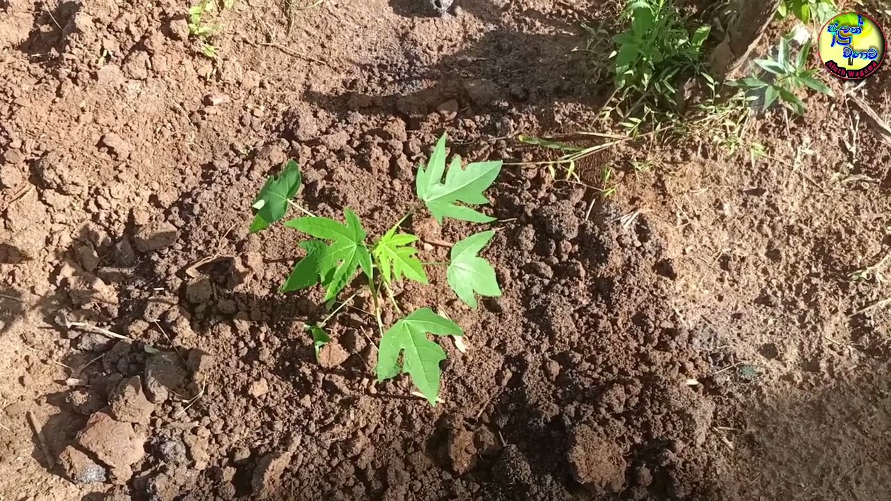 පැපොල් වගාව හරියට කරමු papaya plantation in  sri lanka Aluth Wagawa අලුත් වගාව
