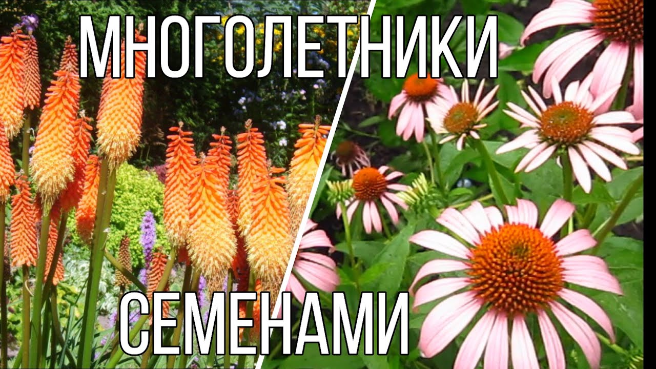 Красивые МНОГОЛЕТНИЕ цветы СЕМЕНАМИ