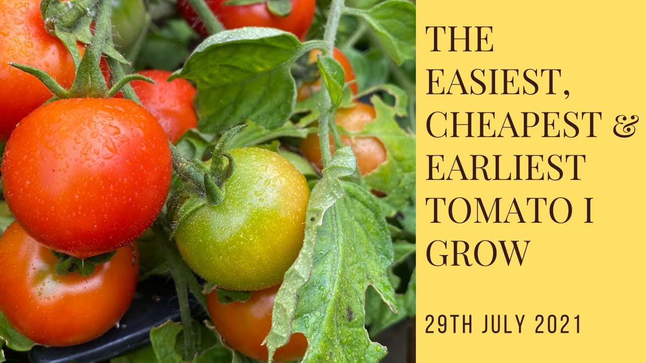 The easiest, earliest, cheapest and tastiest tomato that I grow
