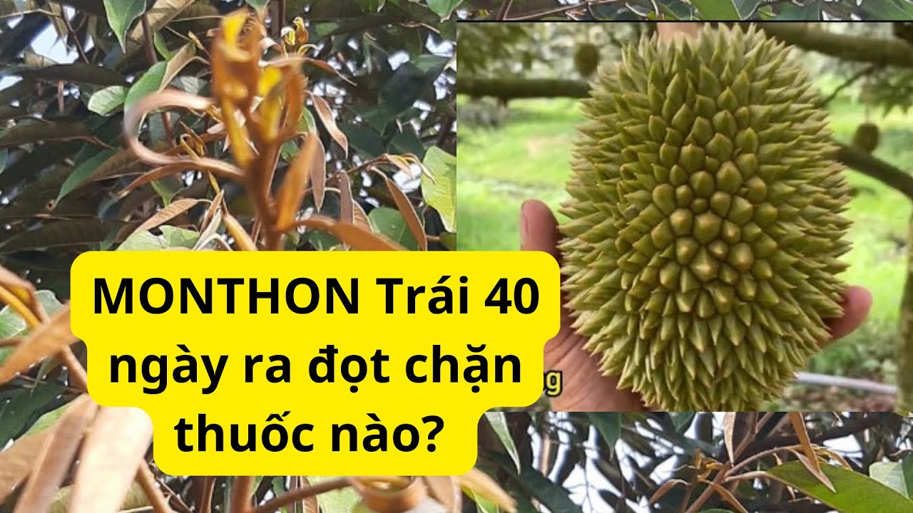 Trái Sầu Riêng Monthon (thái) 45 ngày mà đi đọt phun thuốc gì? Tư Đầy 0983830948
