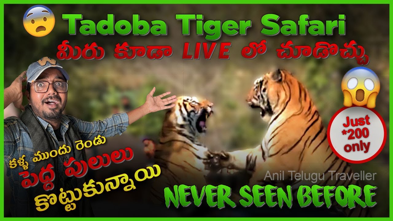 Tadoba Safari In Maharashtra, Chandrapur | 400 Kms From Hyderabad | Under 1000rs