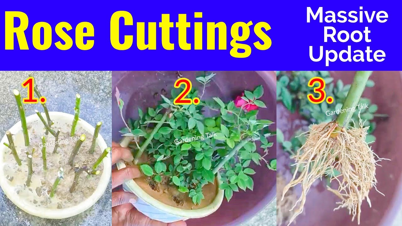 Rose Cuttings Propagation | How To Grow Rose From Cutting | Gulab Ki Cutting Kaise Lagaye