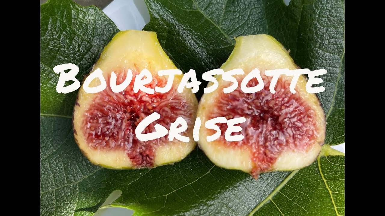 Bourjassotte Grise - Widely regarded as one of the best fig varieties