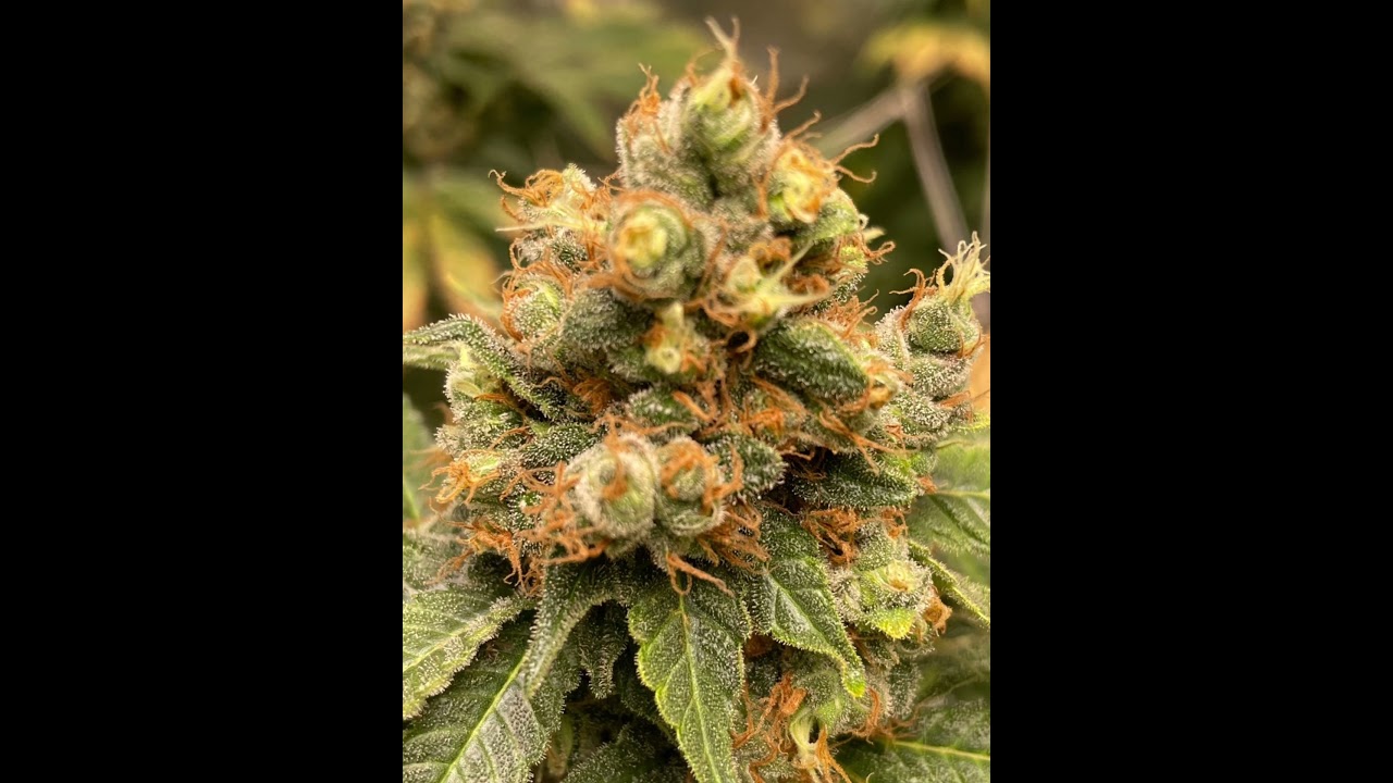 BUD SHOTS 2021 !