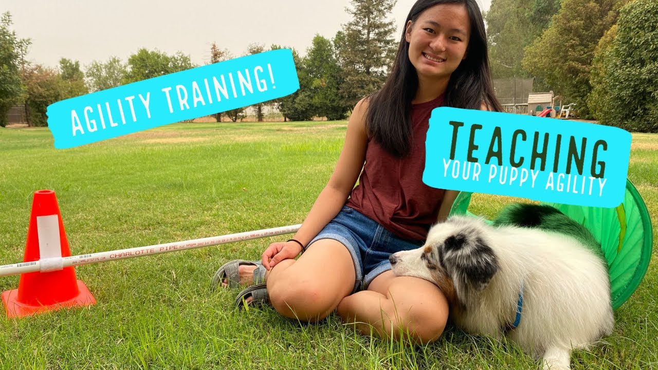 Agility training for puppies| Agility at home for beginners