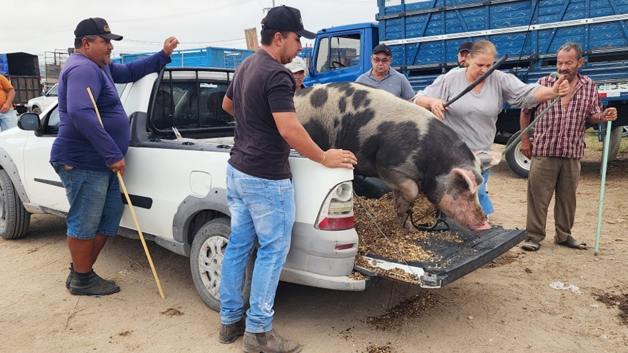 SUÍNOS DE 120 REAIS EM CAPOEIRAS-PE, ALÉM DE CAPRINOS E OVINOS 10-01-2025 #nordeste