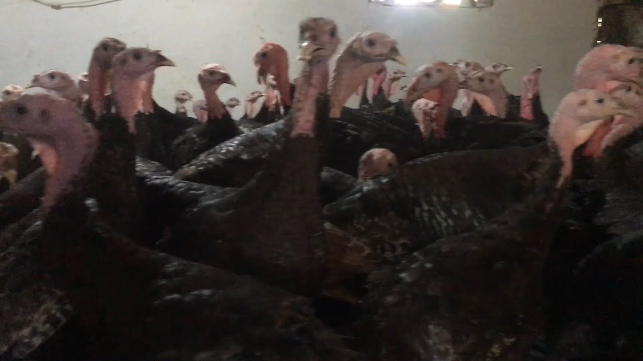 Dev Amerikan Bronz Hindi Damızlık🦃 (Son Bölüm) giant american bronze turkey #Sasotavuk #ispenç