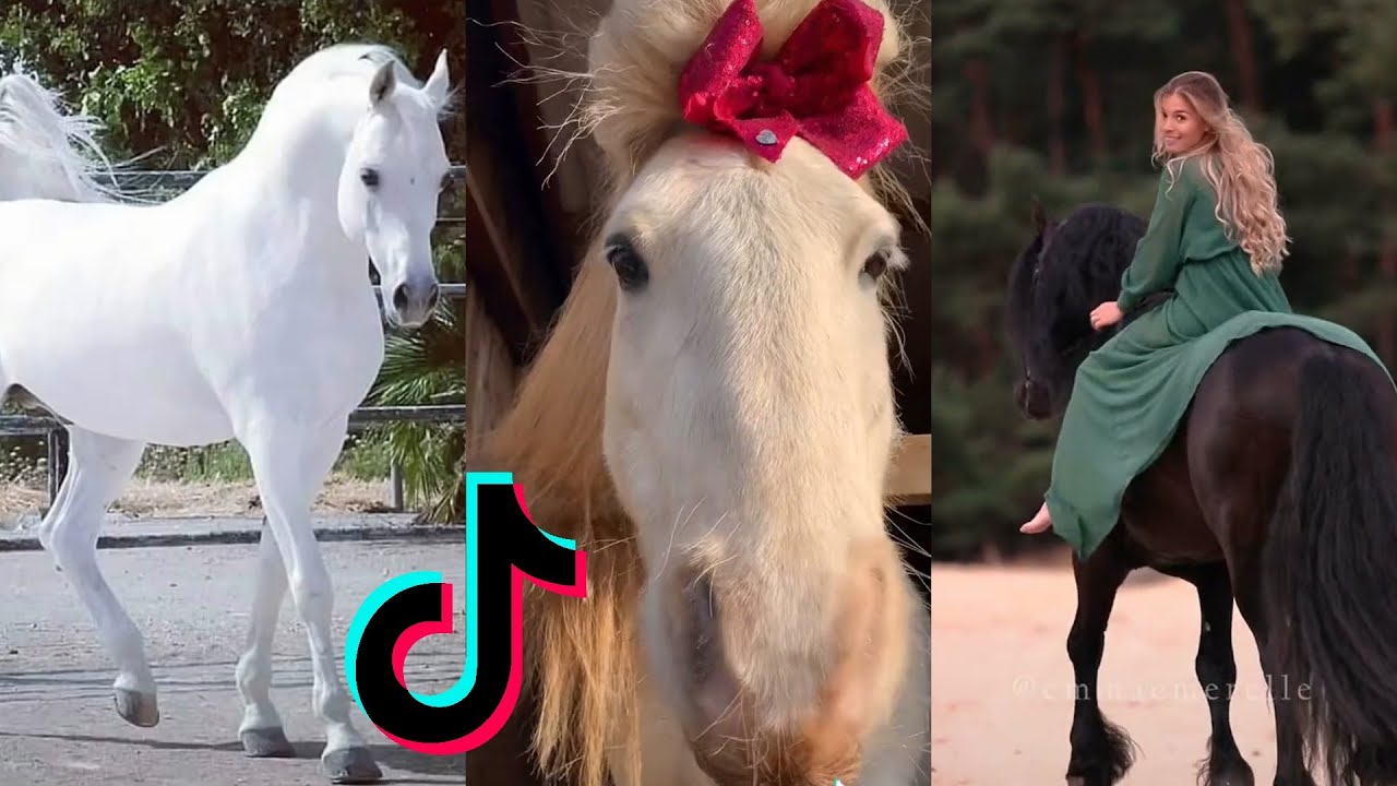 The Best HORSE TikTok Compilation 2022 #6