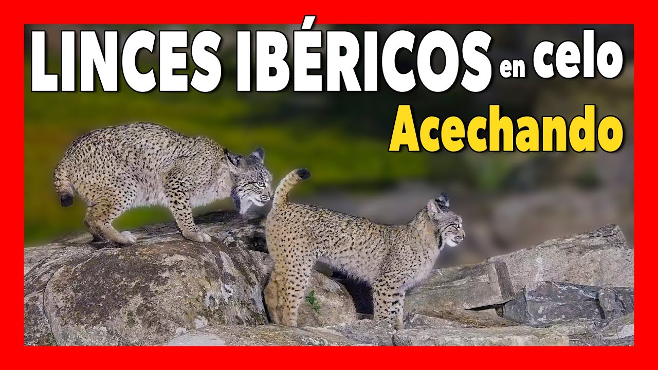 😻 LINCES ibéricos ACECHANDO bajo la lluvia | Sierra de Andújar