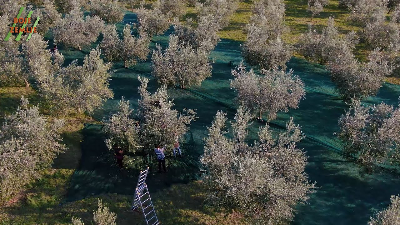 BOJE ZEMLJE Berba maslina