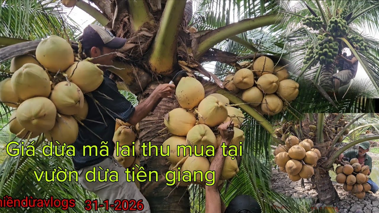Giá dừa mã lai thu mua tại vườn dừa mỹ tho tiền giang 31-1-2026