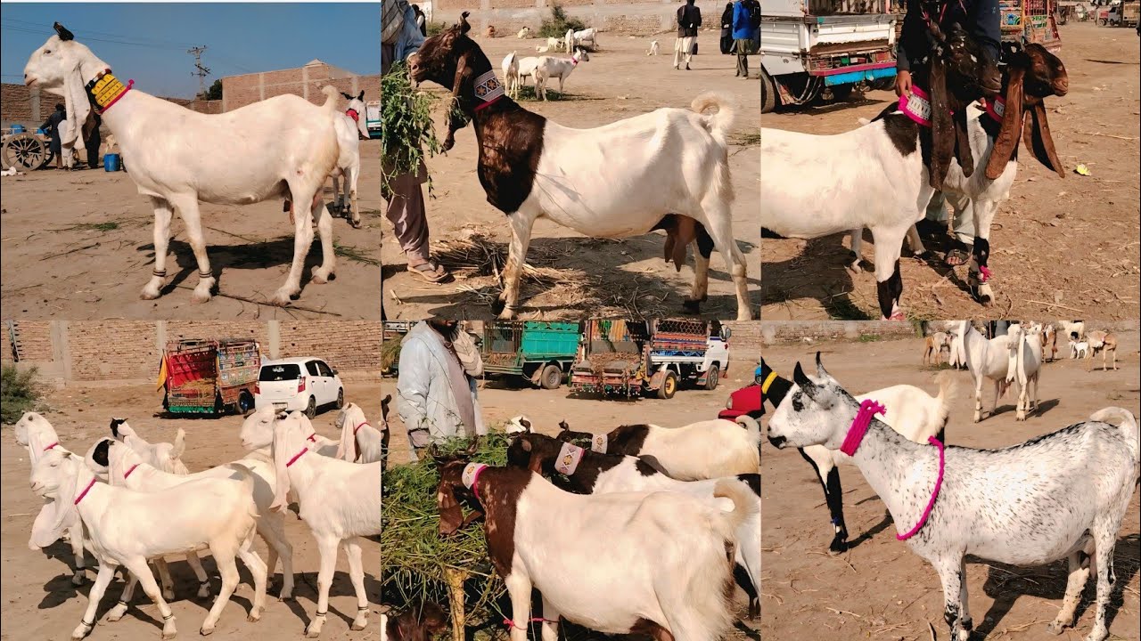 Hyderabad Bypass Bakra Mandi New Update 17 12 2025