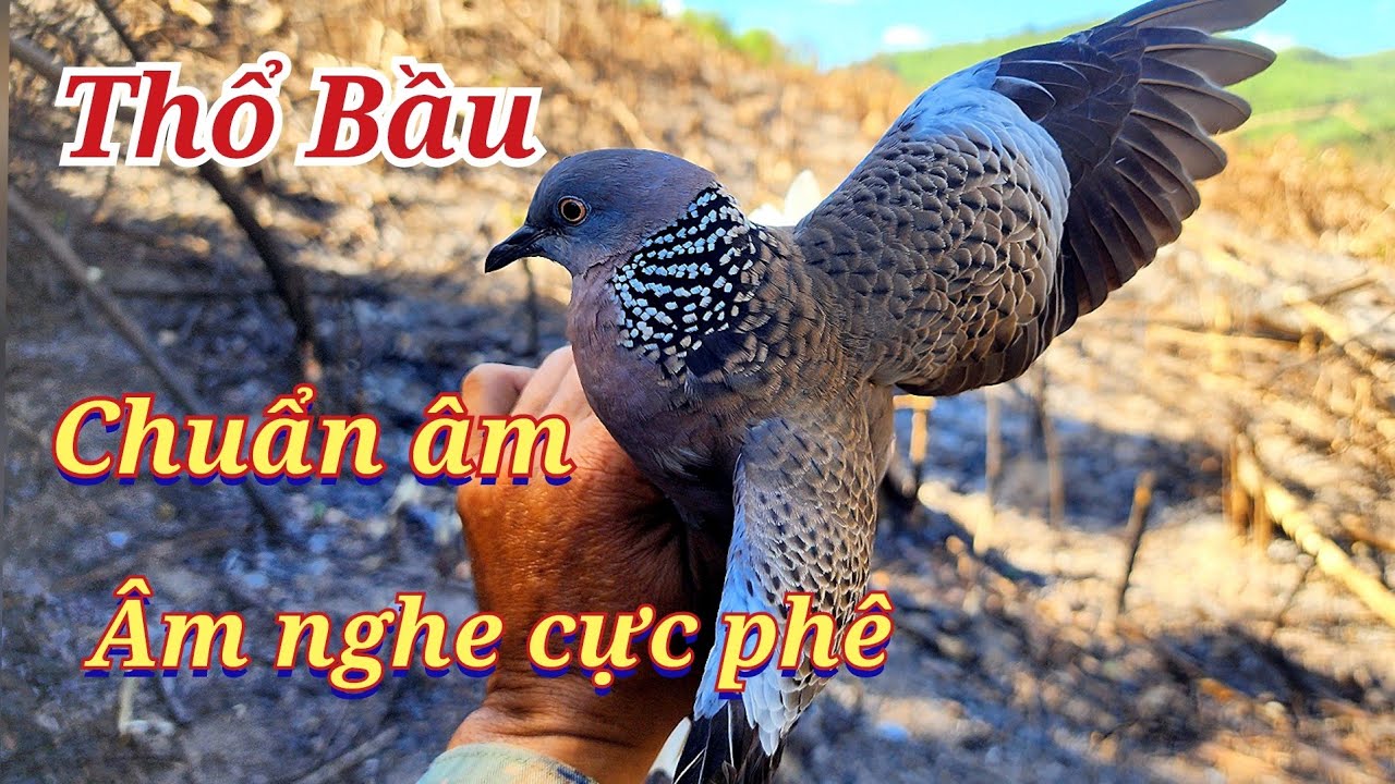 Thổ Bầu chuẩn âm quá phê.clip 722.( chim đã giao lưu) Nguyễn Quân