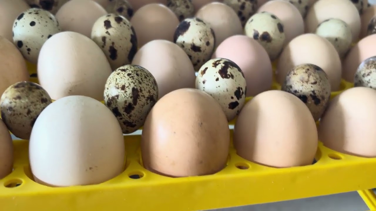 KULUÇKA MAKİNESİNE BILDIRCIN YUMURTASI KOYUYORUZ 