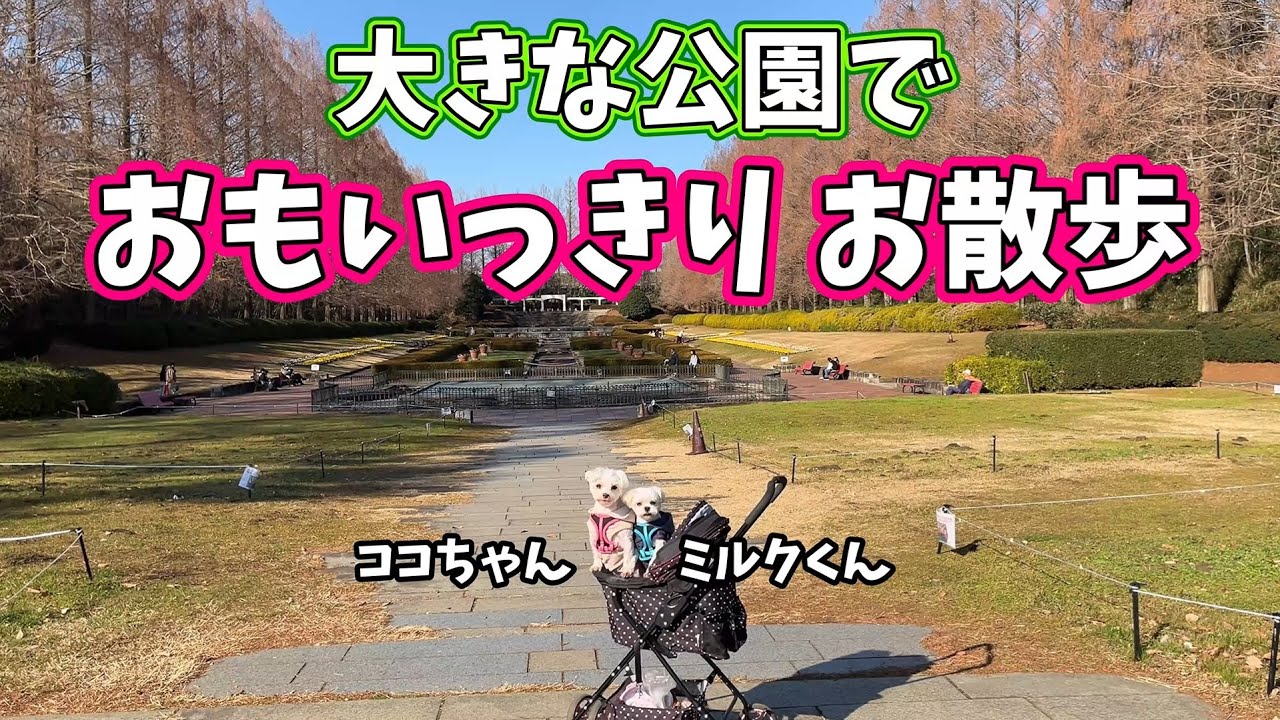 大きな公園でおもいっきりお散歩★ココちゃん・ミルクくん★