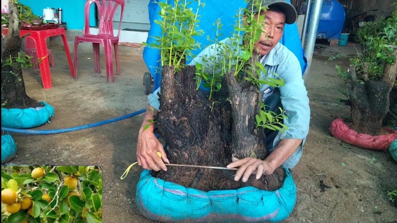 11/3 glae cẩm thị và bằng lăng đt 0971.631.433