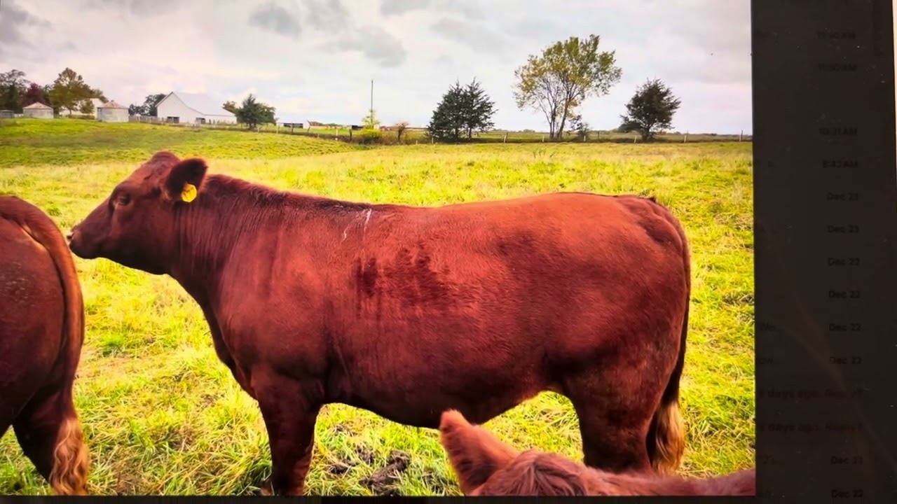 100% Grass-finished South Poll steer available for your family!