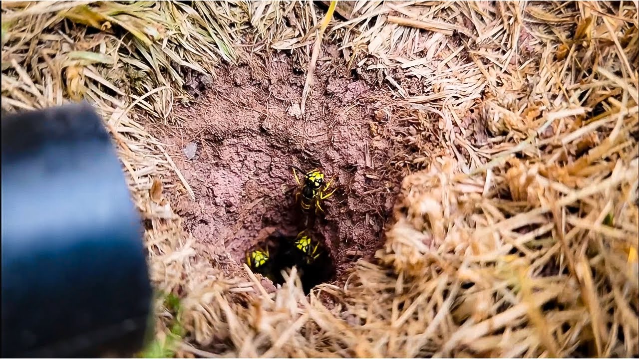 5,000 Yellow Jackets Wasps UNDERGROUND! Un-Cut FULL Removal! ASMR