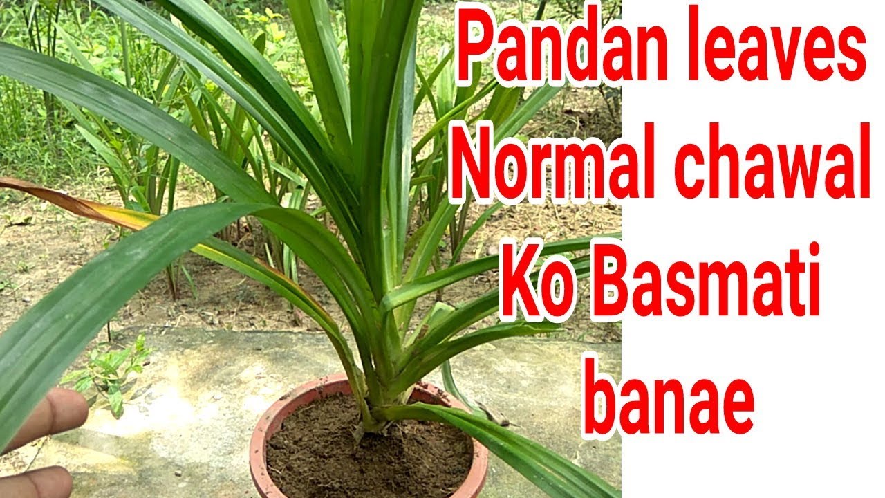 Aromatic Basmati leaves plant :: pandan leaves tips & care