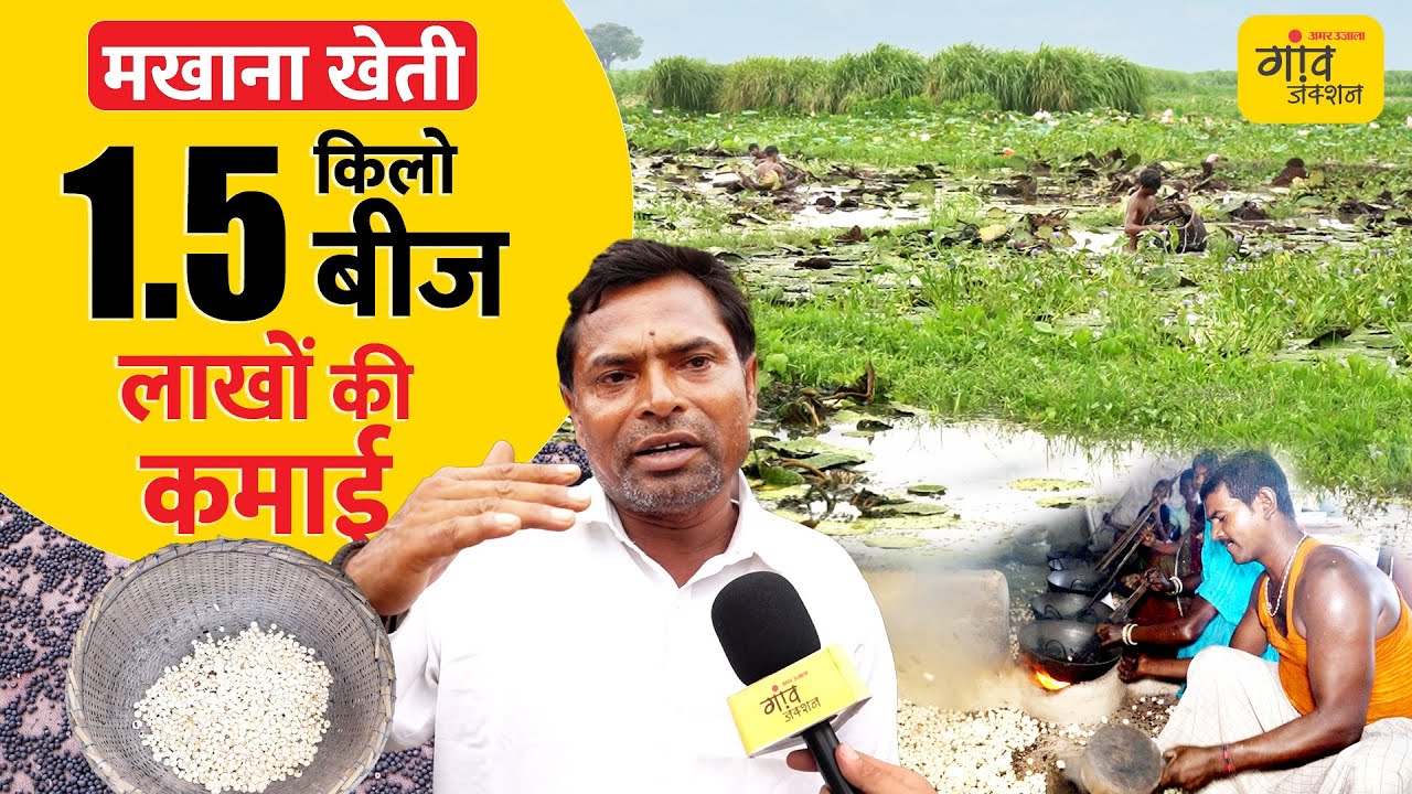 मखाना खेती से लाखों की कमाई, जानिए फूल से लावा तक की पूरी प्रोसेस | Bihar Makhana Farming Success