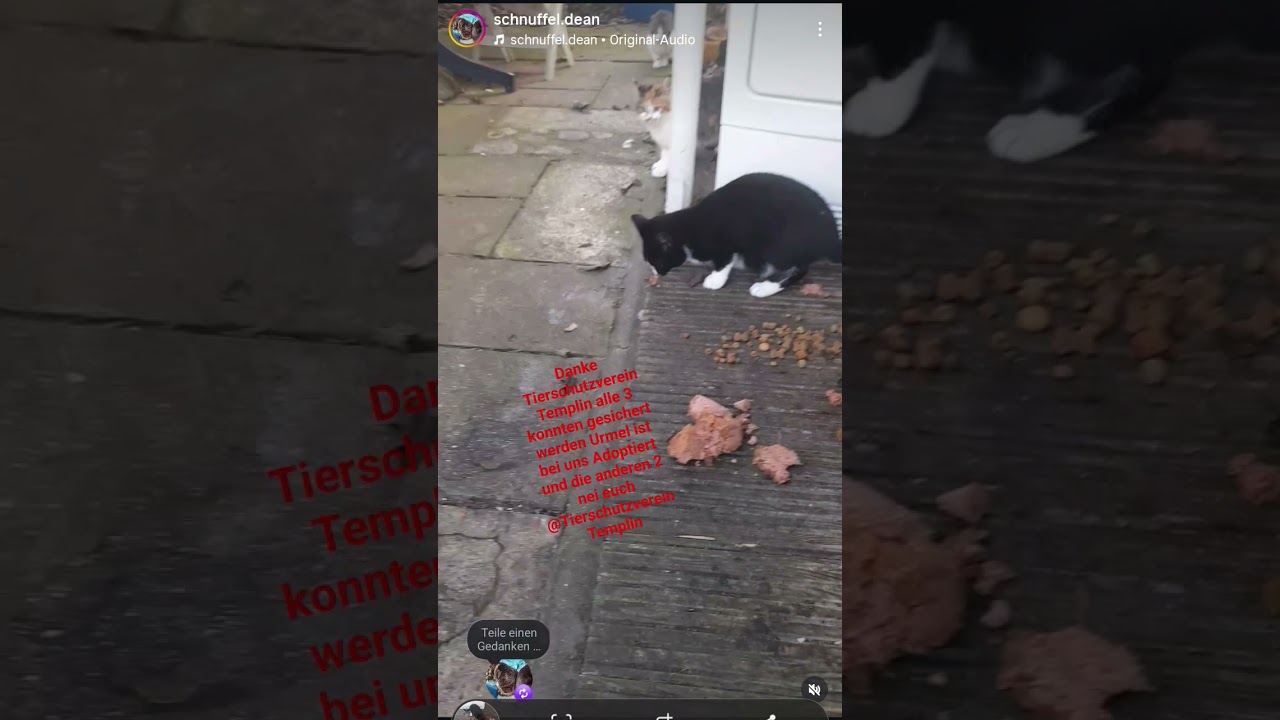 Tierschutzverein Templin danke für eure hilfe