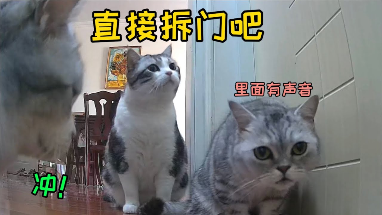 笑鼠！看監控發現貓天天早上開大會！密謀要拆我的門？！
