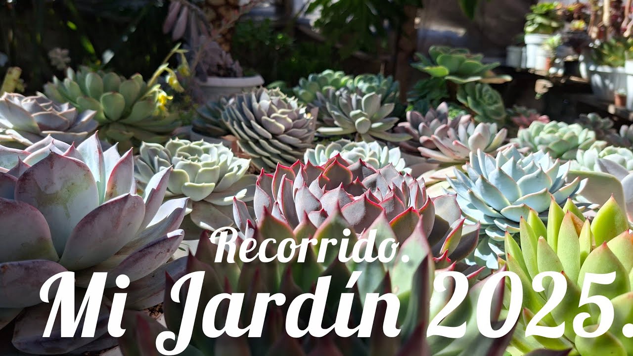 TOUR EN MI JARDIN.. 2025. IDALI SUCULENTAS. #Plantas #flores #suculentas 