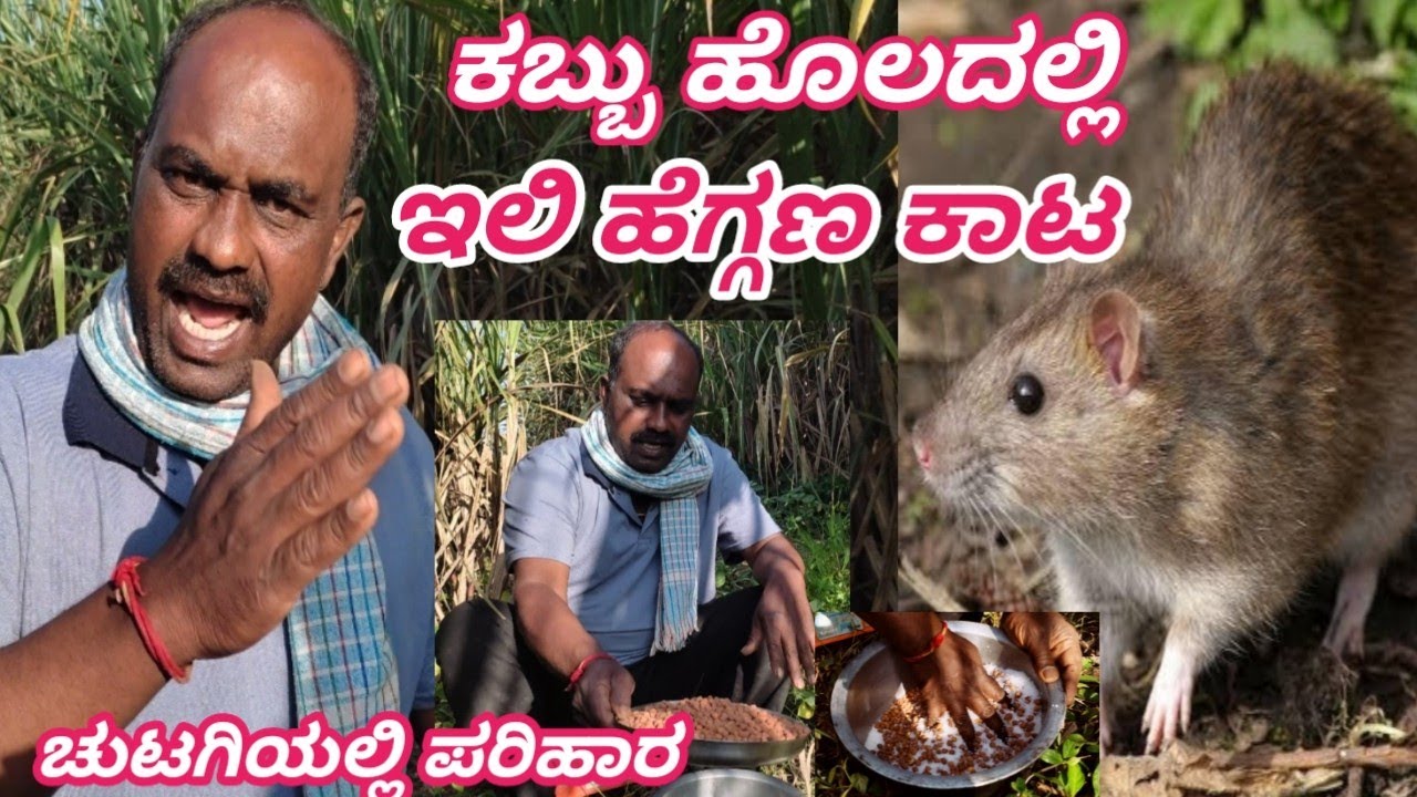 ಯೂರಿಯಾ 👌 ಕಬ್ಬು ಹೊಲದಲ್ಲಿ ಇಲಿ ಹೆಗ್ಗಣ ಕಾಟ || Rat Cintrol in Agriculture || Sugar Cane ✅️