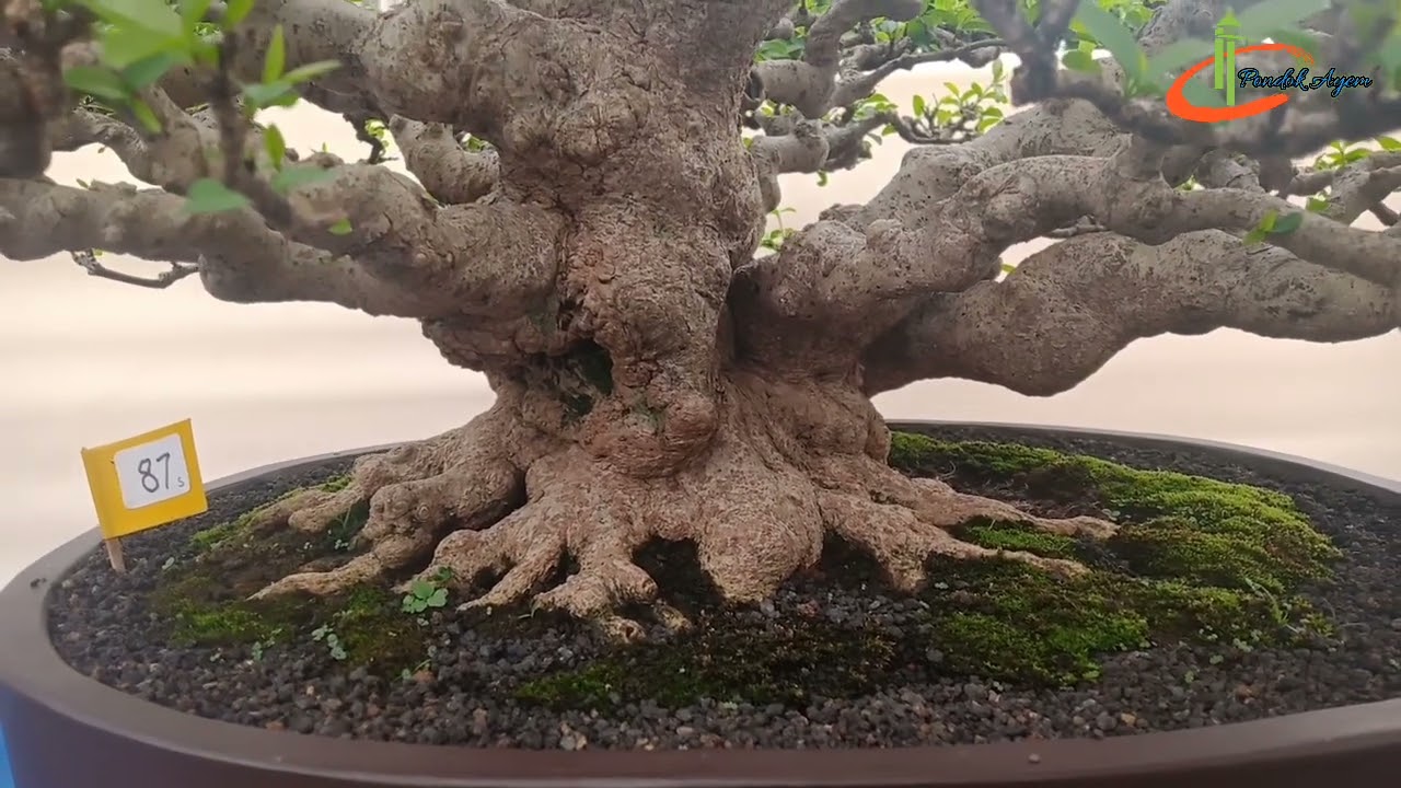 Beberapa Gaya Bonsai Anting Putri pada Event IBC Mei 2022