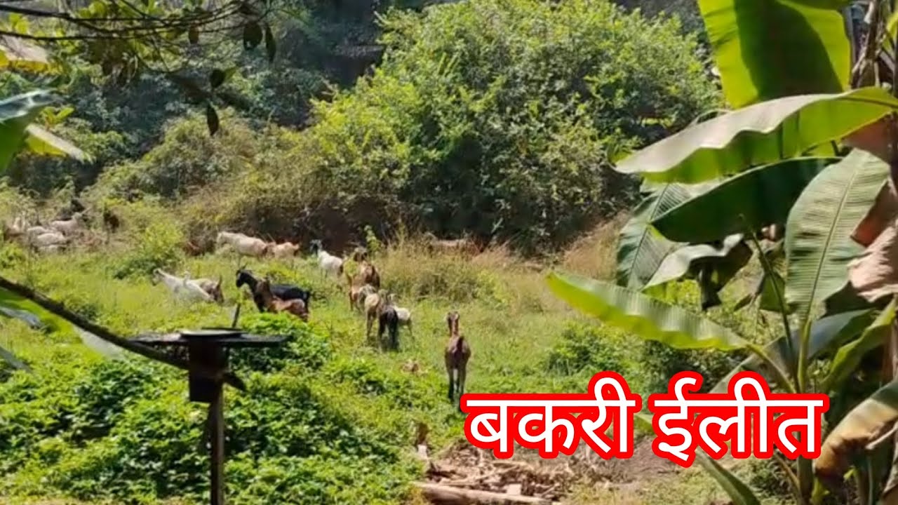 घराच्या समोर बकरी ईलीत |Goat🐐#konkan #gav #goat #nature #malavni #sindhudurg #youtubevideo 