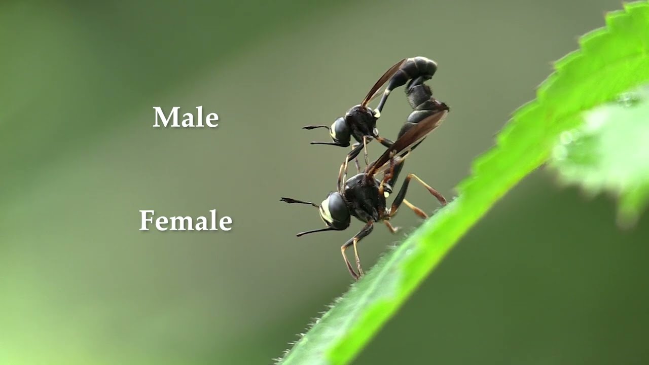 Wasp-mimic Flies, Jagged Ambush Bug Eating Bumblebee, & Crab Spider