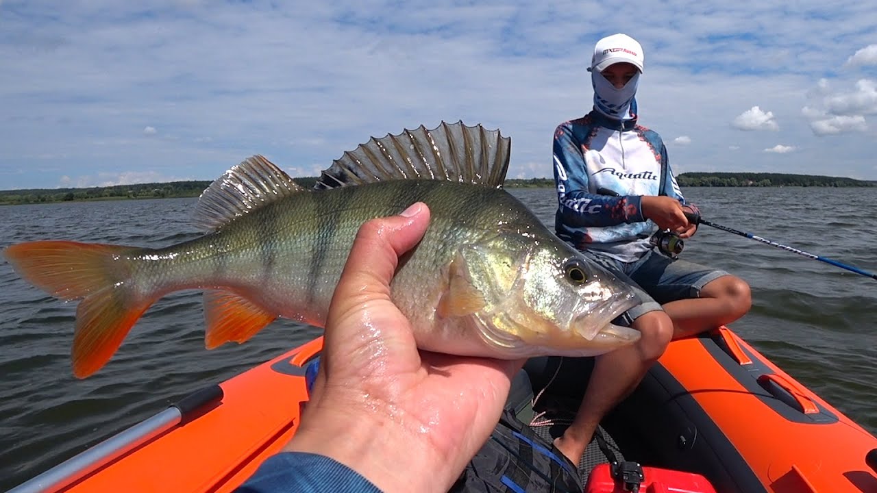 Ловля окуня в июле на раттлины и Imakatsu Shad IS-100