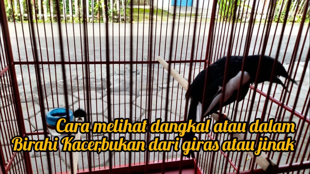 RAWATAN KACER JINAK ATAU GIRAS