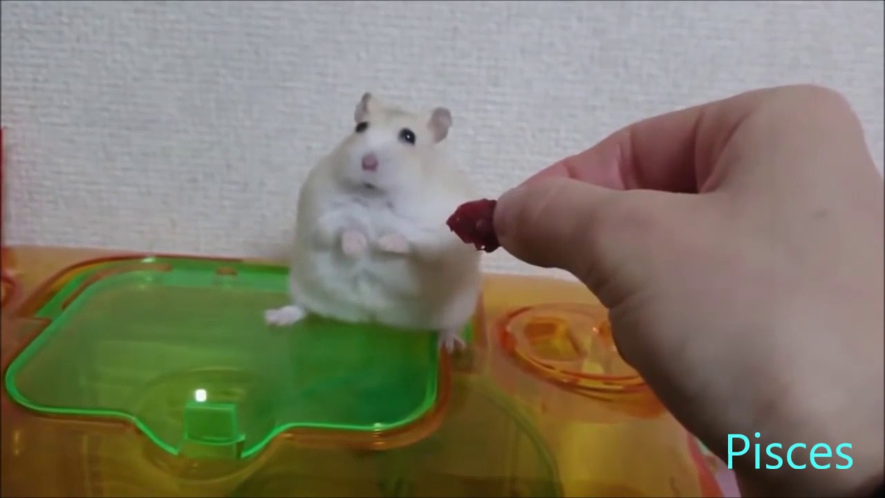 zodiac signs as funny animal moments