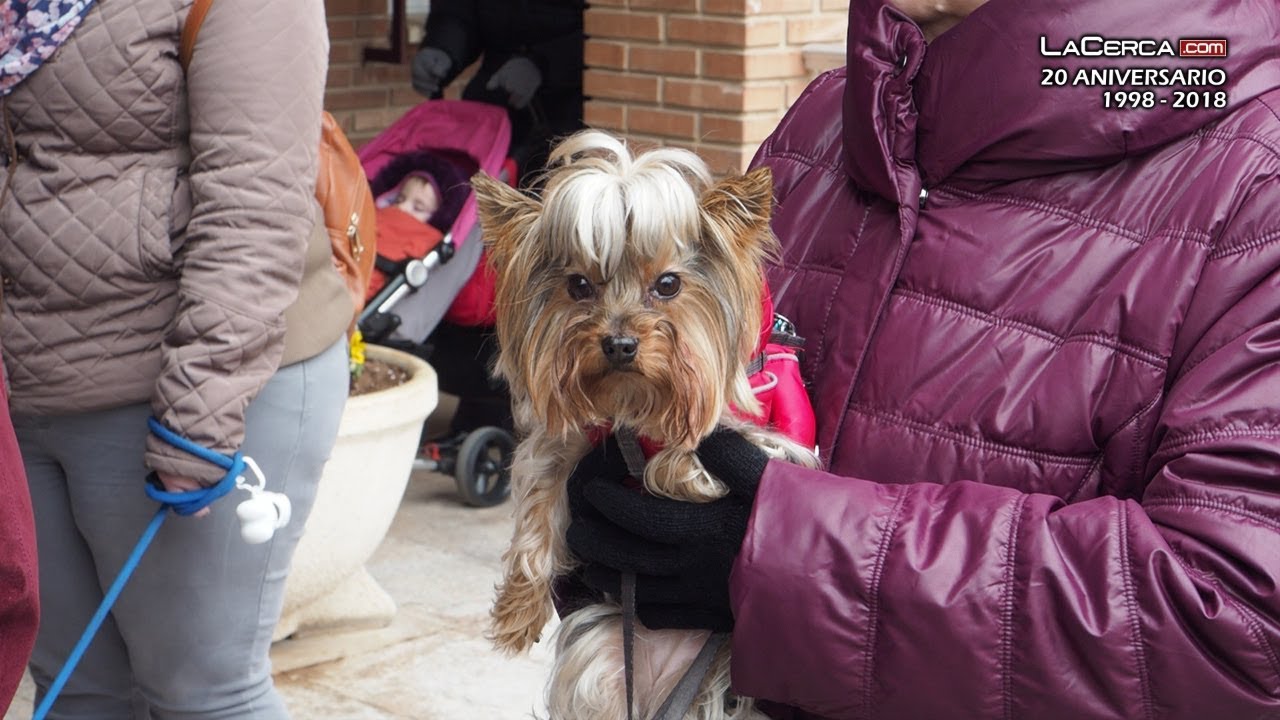 Albacete despide ‘las pascuas’ con la tradicional bendición a las mascotas por San Antón