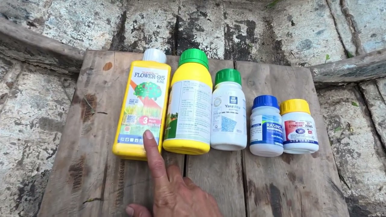Phun bộ ĐẬU TRÁI trước khi bông nở, hạn chế TỐI ĐA rụng trái non