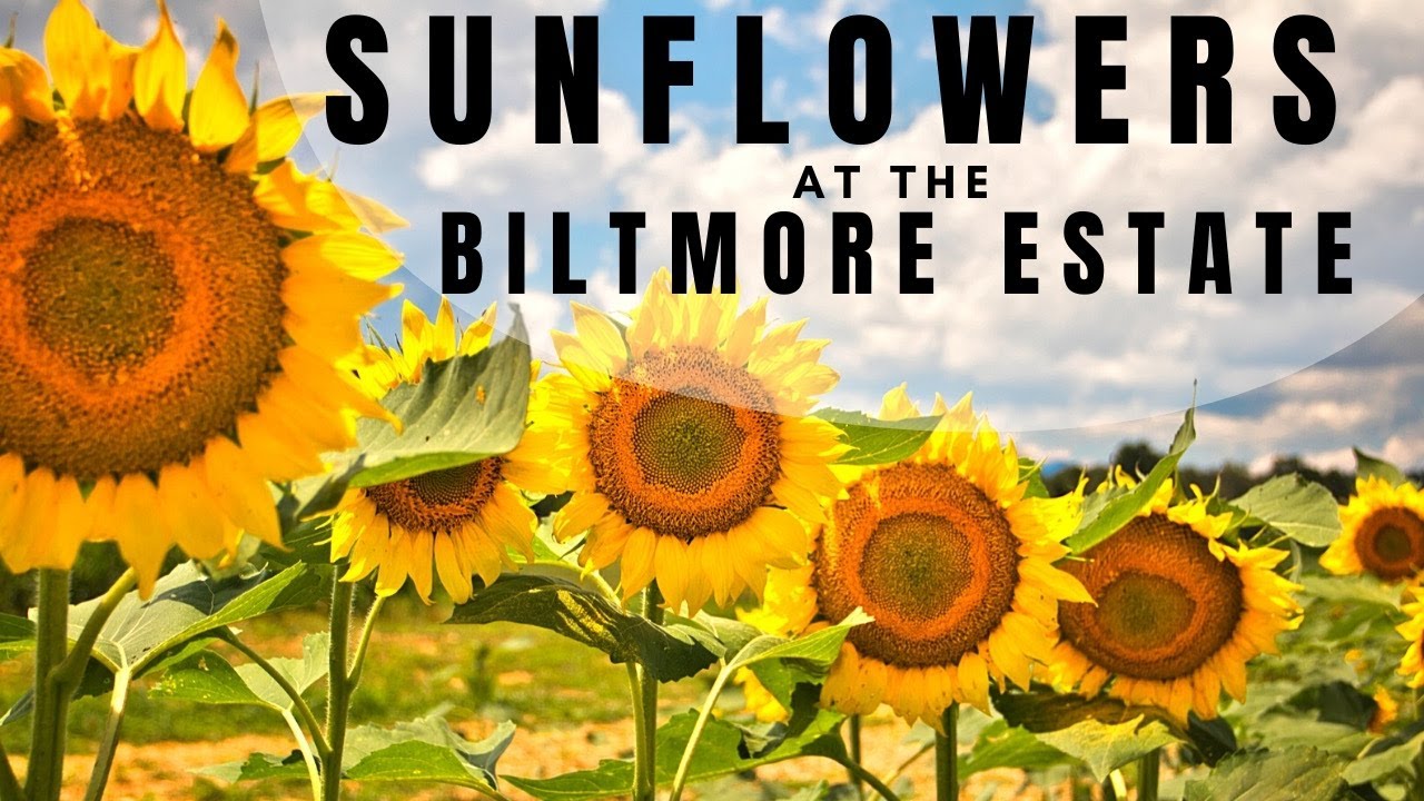 See the Biltmore Estate Sunflower Field and Model Train Exhibit! | Asheville, North Carolina