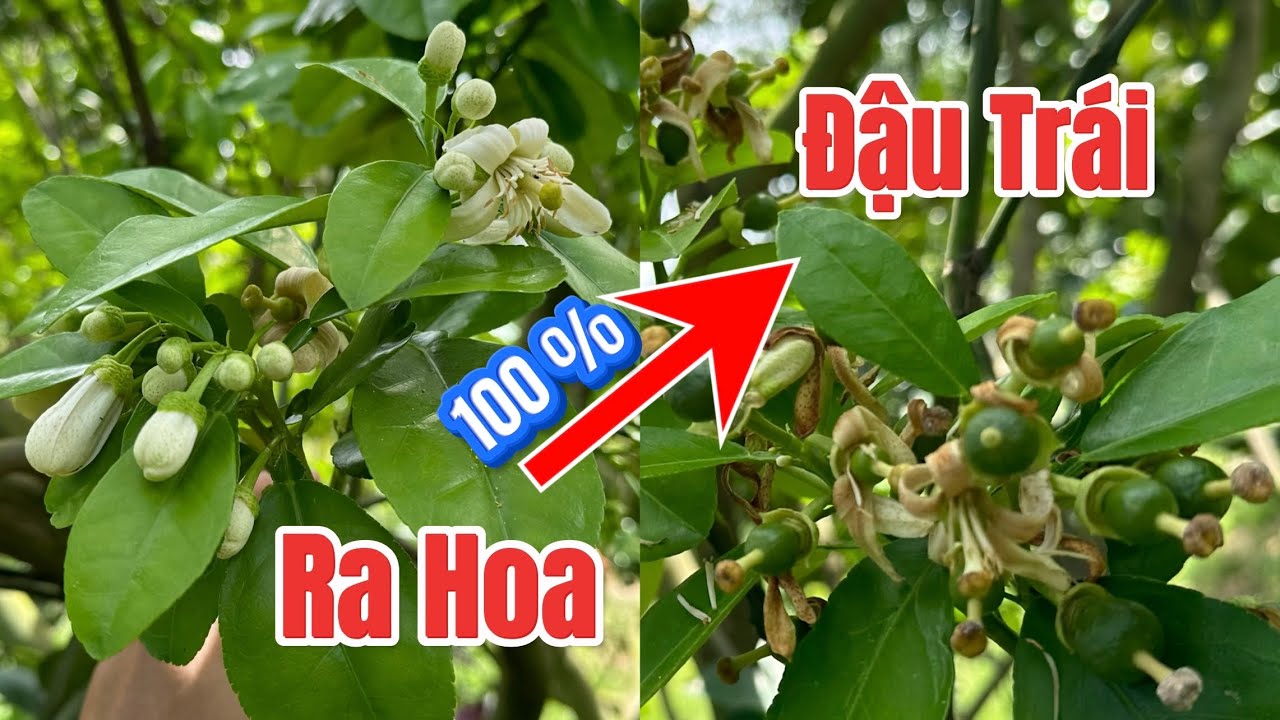 Bưởi ra hoa nên làm gì để tăng khả năng đậu quả và đạt năng suất cao?