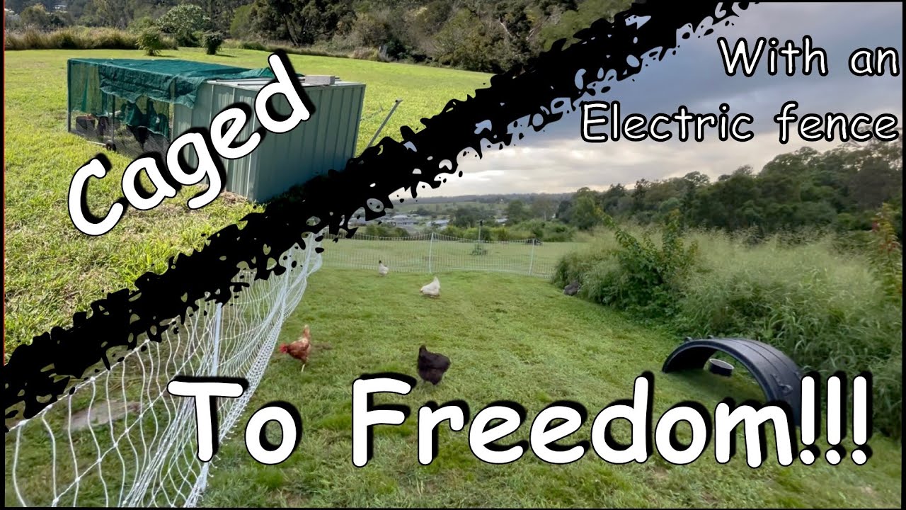 Keeping Chickens with an electric fence