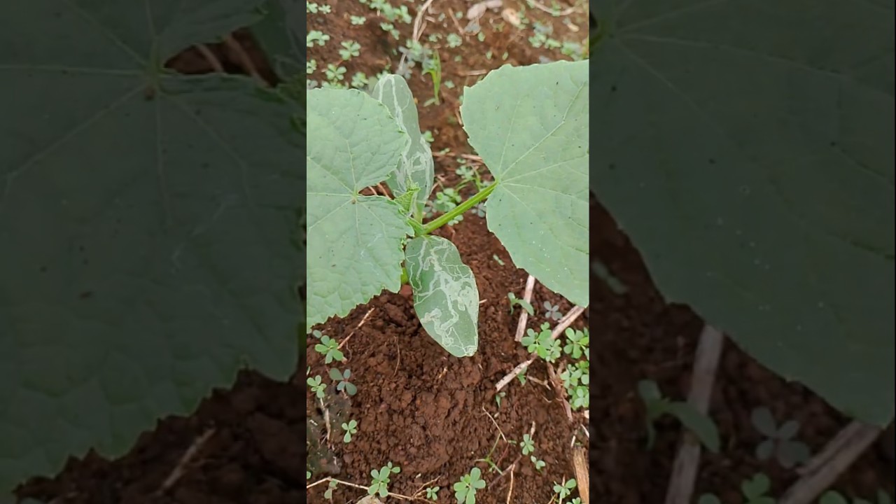 how to stop the leaf miner on spreading.