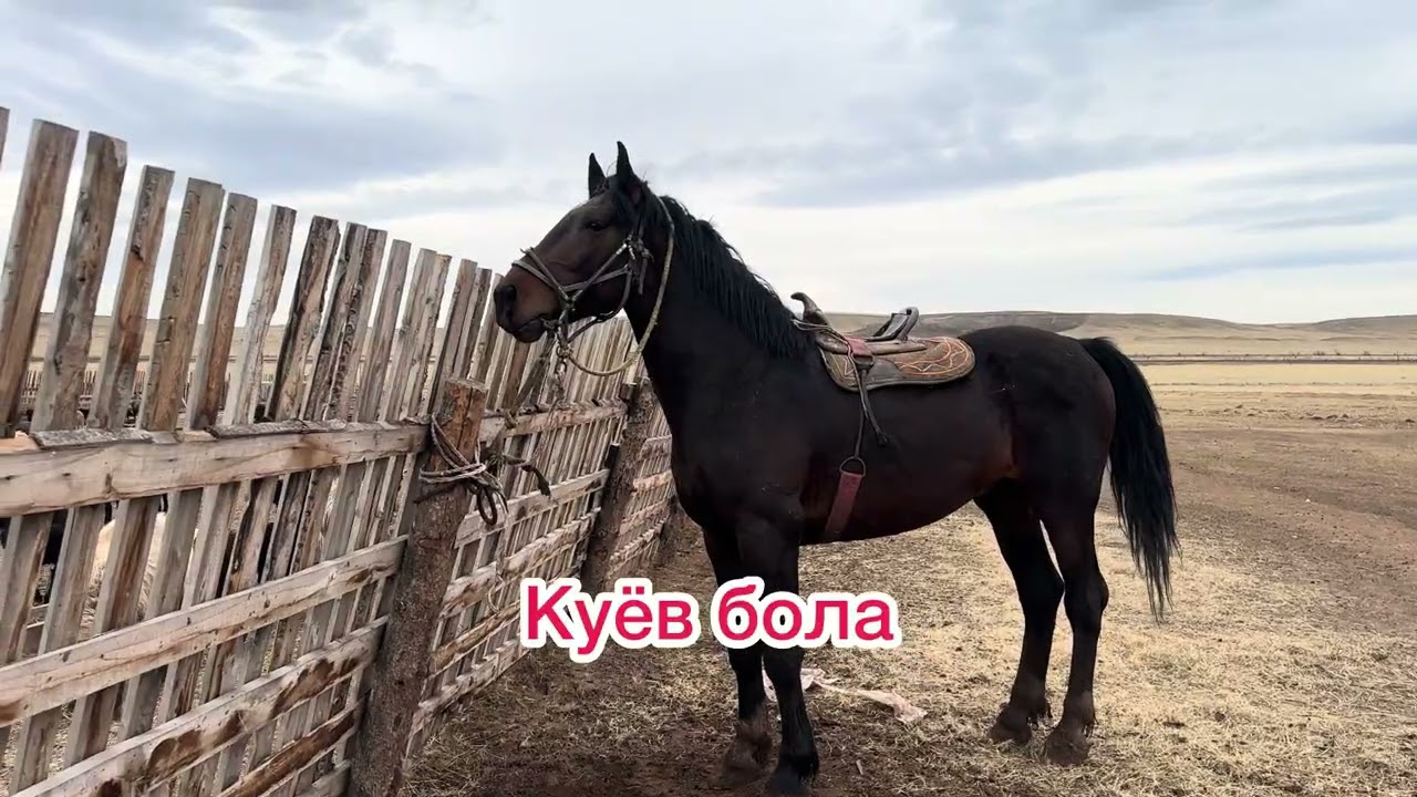 Г Абакан  Торчикни Уйрига қўйиш жароёни 06.04.2025йил