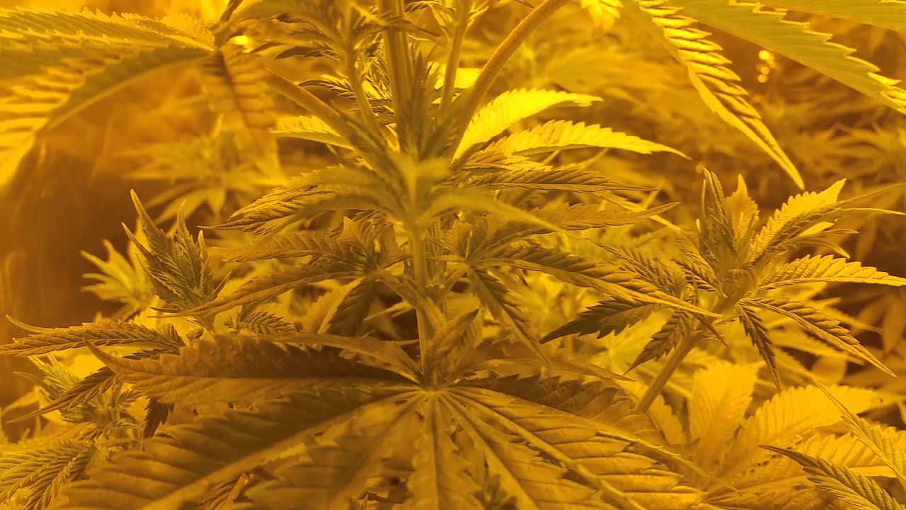 MARIJUANA GROW organic v chemical flowering week 1