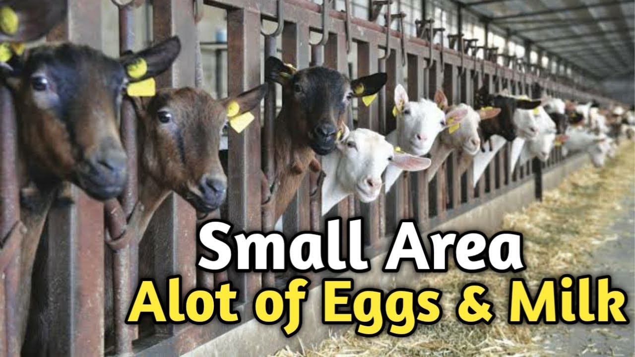 Intergrated Poultry farming on a Small Space (Land)