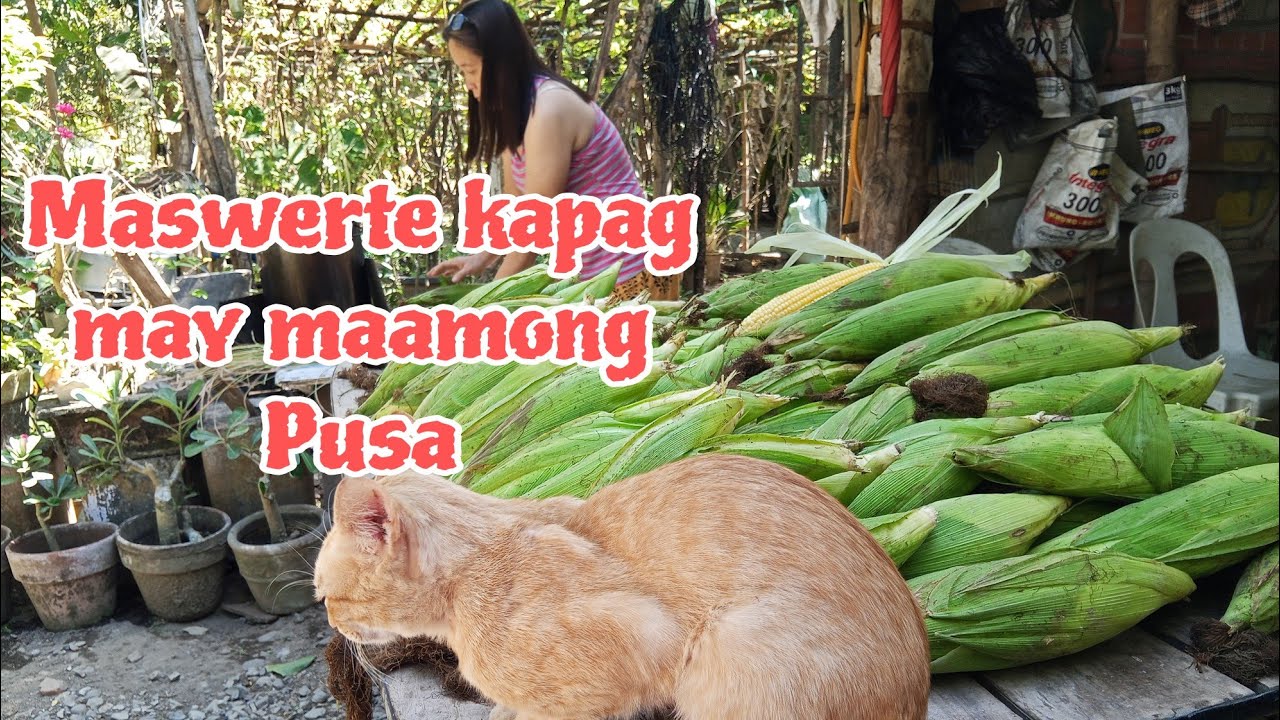 MASUWERTE KAPAG MAY PUSA KATABI ANG PANINDA